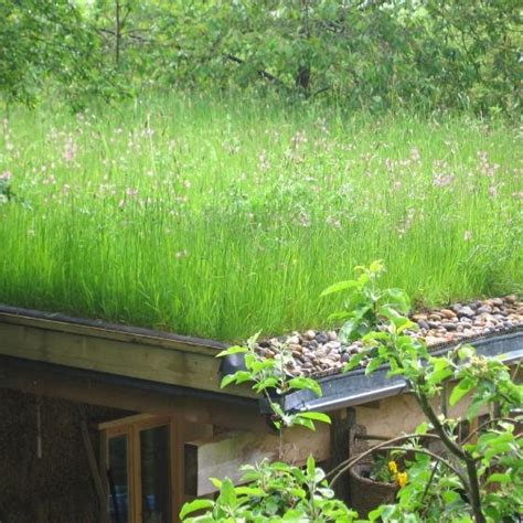Wildflower Turf