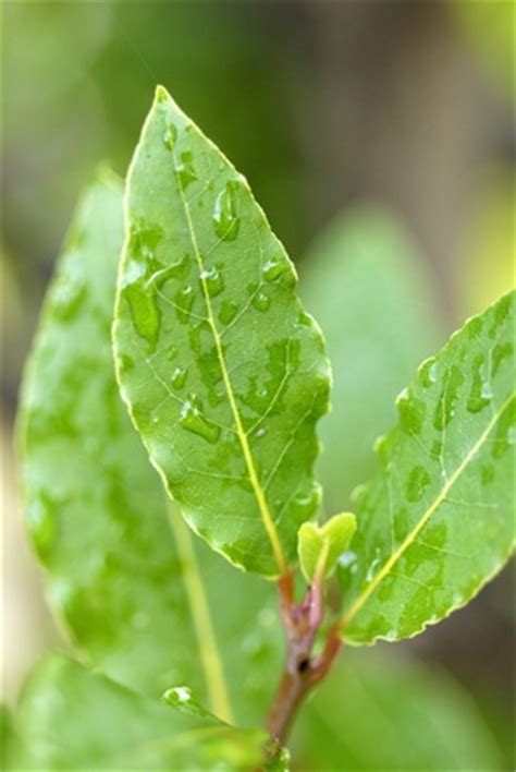 Bay Tree Pests and Diseases | eHow