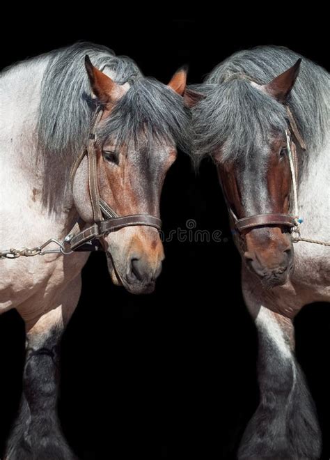 Draft Horse In A Trot Stock Image Image Of Meadow Equine 2549891