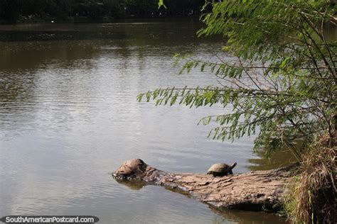 Pequena Tartaruga Em Um Tronco No Lago Do Parque Farroupilha Em Porto