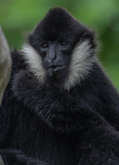 Un Mono Blanco Y Negro Con Cara Negra Y Pelaje Blanco Alrededor De La