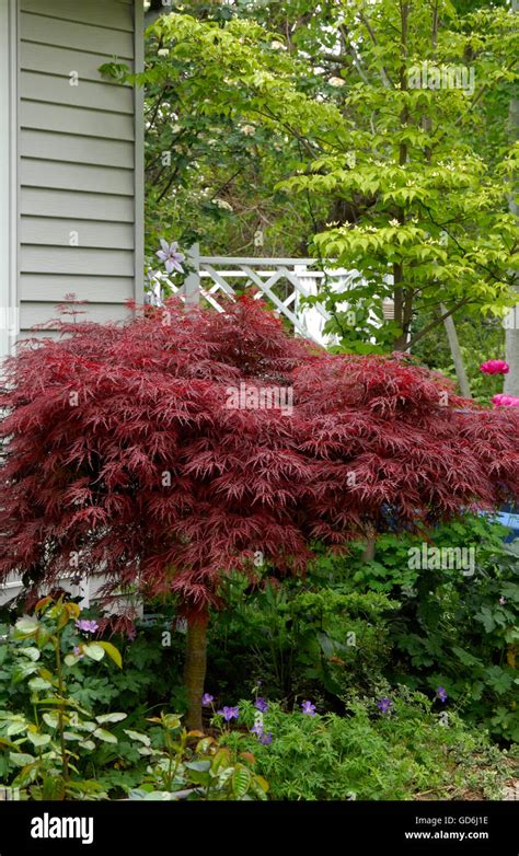 Acer Palmatum Dissectum Siempre Rojo Fotograf As E Im Genes De Alta