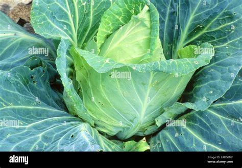 Headed Cabbage Brassica Oleracea Capitata Fotos Und Bildmaterial In