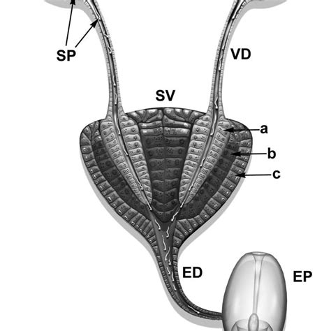 A Tem Image Showing Cells From The Inner Seminal Vesicle Wall They Download Scientific