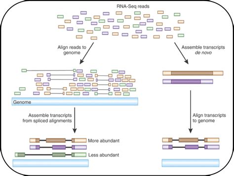 Read Mapping Or Alignment Functional Genomics Ii