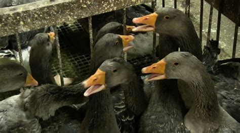 Foie Gras Production Has Been Banned in the 'Capital of Europe'