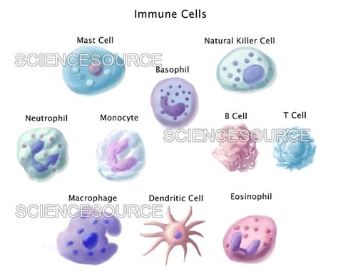 Photograph | Immune Cells, Illustration | Science Source Images