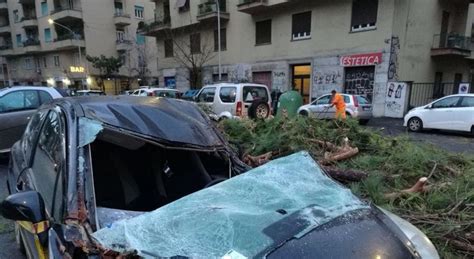 Roma Albero Crolla E Distrugge Sei Auto A Montesacro