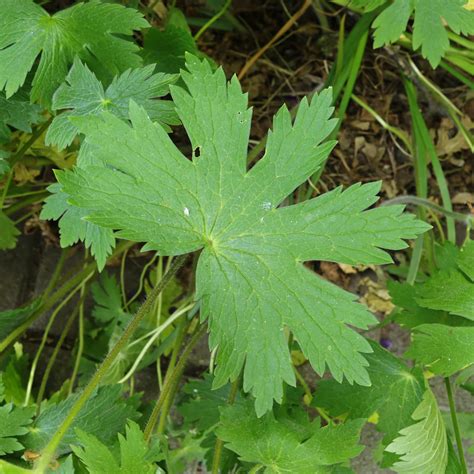 Dusky Crane's-Bill (Geranium phaeum "Lily Lovell")