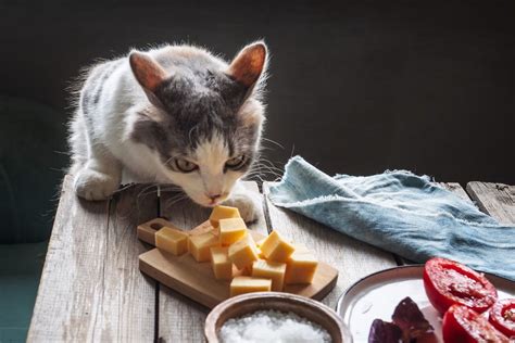 Dürfen Katzen Käse essen Auf Sorte kommt s an