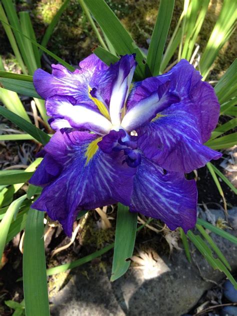 Growing Japanese Iris | Old Farmer's Almanac