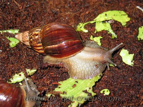 Achatina fulica