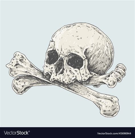 Skull And Crossbones Realistic Drawing Royalty Free Vector