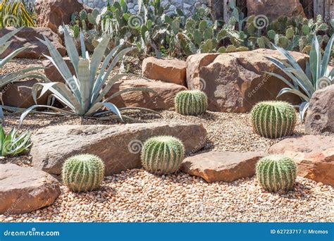 Cactus In Botanische Tuin Model Van Woestijntuin Stock Afbeelding