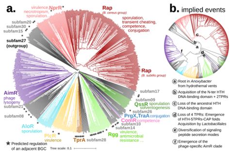 Phylogenetics From AI Predicted Protein Structures It Works Open