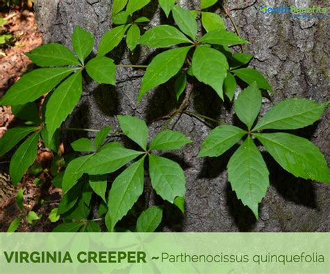 Virginia creeper facts and health benefits