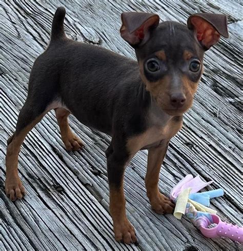Miniature Pinscher (Min Pin) Puppies For Sale