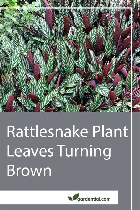 Rattlesnake Plant Leaves Turning Brown Gardential In Plant