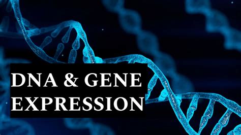 DNA & Gene Expression Slides