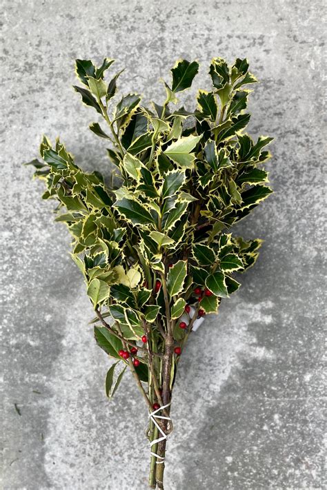 Holly Variegated Bunch Sprout Home