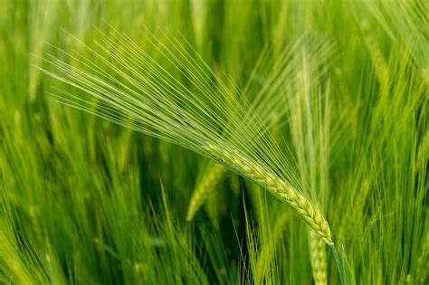 Grain Wheat Agriculture Free Photo On Pixabay Pixabay