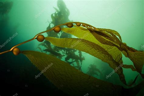 Giant Kelp In Monterey Bay Stock Photo By Ead72 110705962