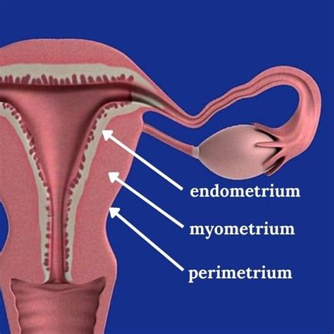 Uterine Wall Layers