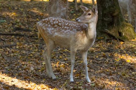 Young fawn in a forest stock image. Image of fauna, wildlife - 161133487