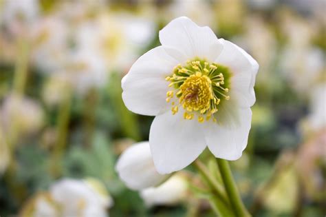 Christrose, Lenzrose, Schneerose - Helleborus niger | Pflanzkompass