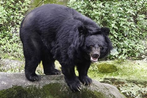 臺灣黑熊個體數少！野放又觸陷阱 多家動物園聯合保育 寵毛星球 生活 Nownews今日新聞