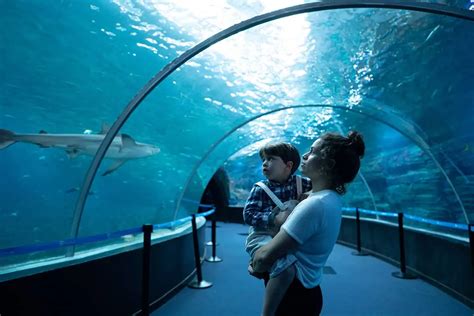 Visiter Un Aquarium Un Voyage Ducatif Et Ludique Pour Tous