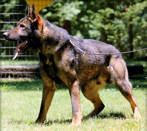 5 Different Types Of German Shepherd Breeds And Their Features