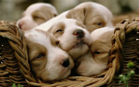 Cute Puppy Desktop Wallpaper (53+ pictures) - WallpaperSet