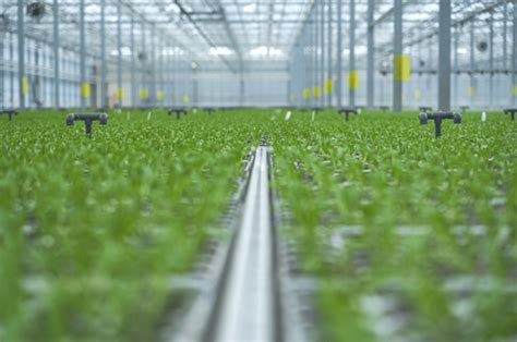 Climate Controlled Greenhouse Enerdes Reinders Corporation®