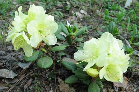 Рододендрон (70 фото) - виды, уход и выращивание