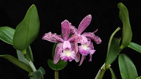 Cattleya Duvenii Bodenseeperle Cat Gutata Leopoldii Flickr