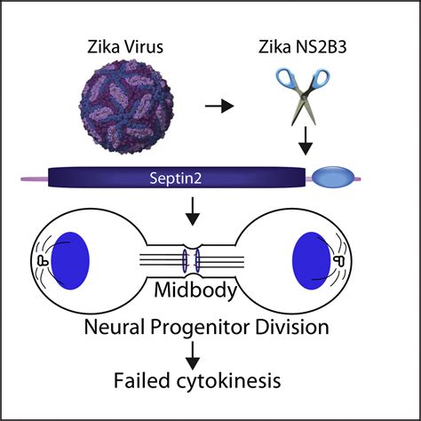 Zika Virus Protease Cleavage Of Host Protein Septin Mediates Mitotic