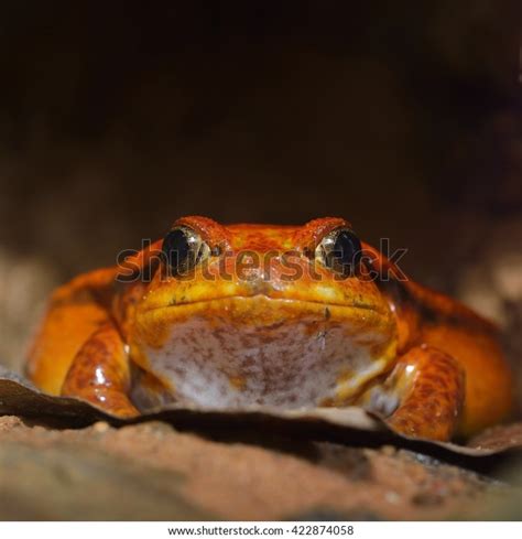 False Tomato Frog Dyscophus Guineti Natural Stock Photo 422874058