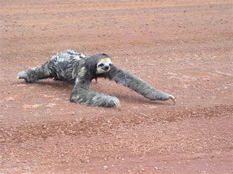 Mount roraima, Wildlife, Animals