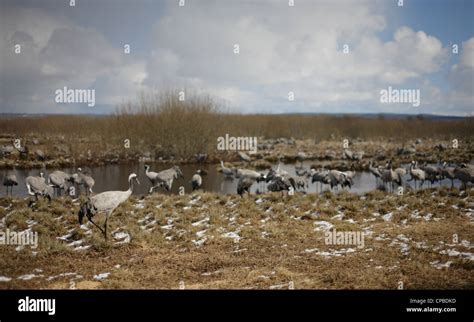 Migraciones De Primavera Fotografías E Imágenes De Alta Resolución Alamy