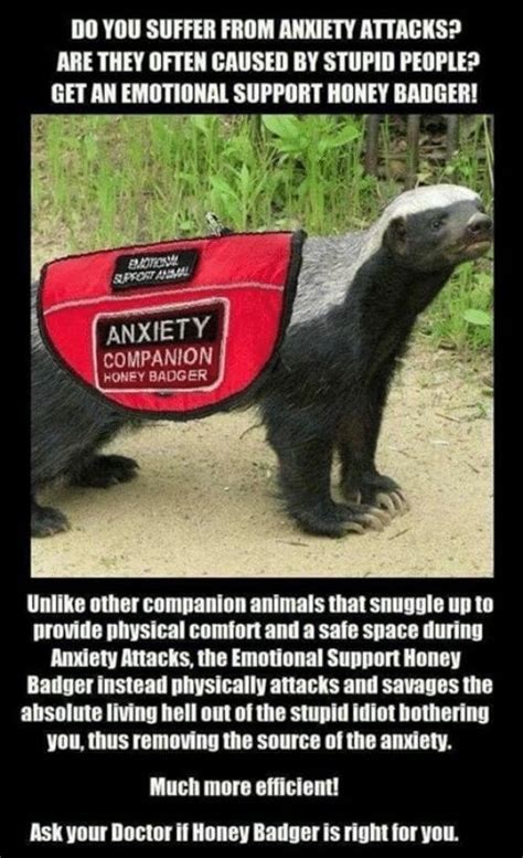 Honey Badger Dont Give A Fuck Meme By OldAbnInf PIR Memedroid