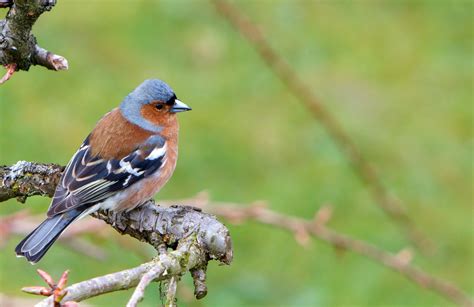 Le Pinson des arbres un oiseau à protéger Jardin au Naturel