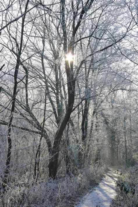 Crystalline Silence Blankets the Forest, Where Frozen Branches Glisten ...