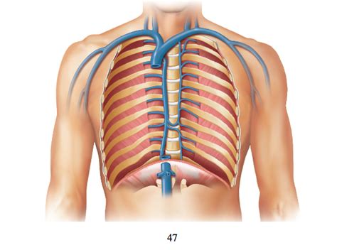 Chest Arteries Veins Diagram Quizlet