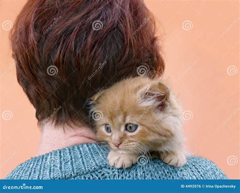 小猫红色妇女 库存照片 图片 包括有 毛皮 幸福 红色 眼睛 橙色 有吸引力的 少许 头发 4492076