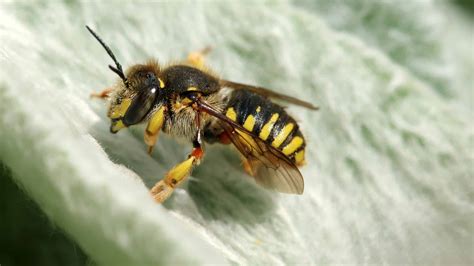 Wool Carder Bee Insect Facts - Anthidium manicatum - A-Z Animals