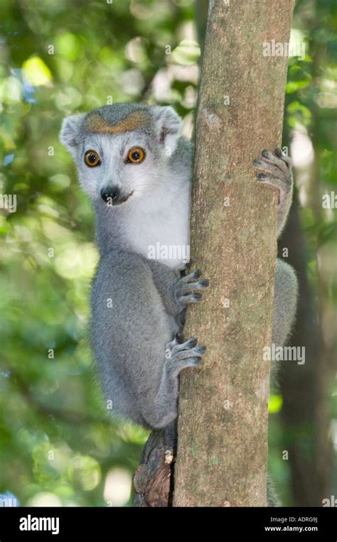 Female Crowned Lemur Hi Res Stock Photography And Images Alamy