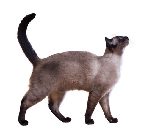 Siamese Self Pointed Cats