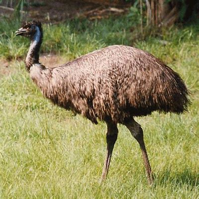 Emu Birds Manufacturer in Punjab India by Om Emu Farms | ID - 1271973