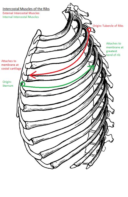 Intercostal Muscles | Definition, Location & Function | Study.com